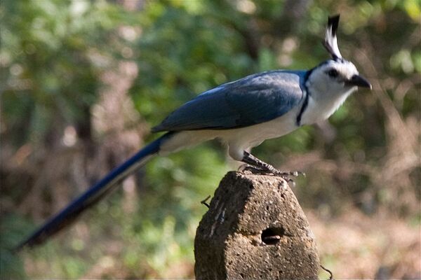 Magpie Bluejay